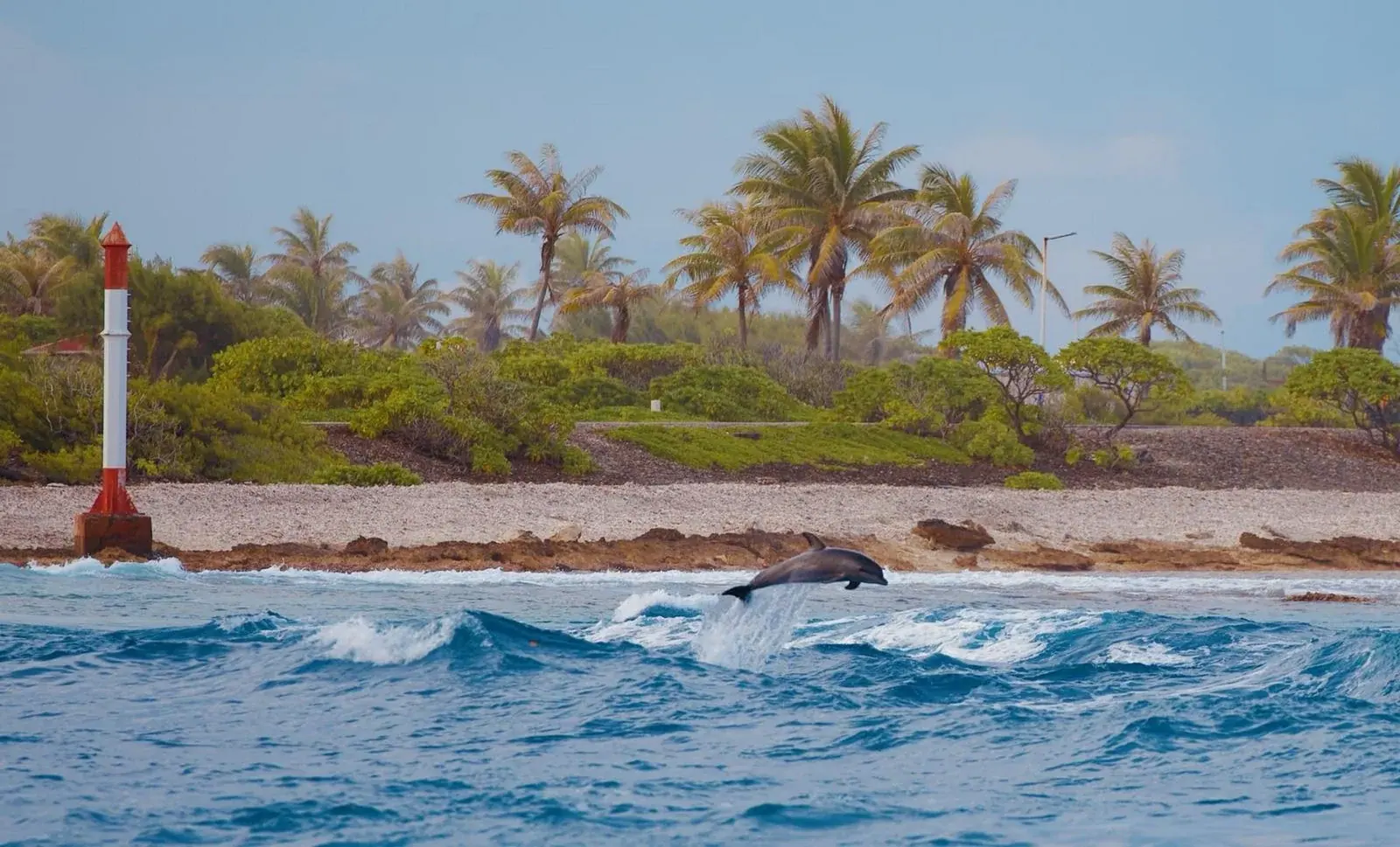 Dauphins de la passe